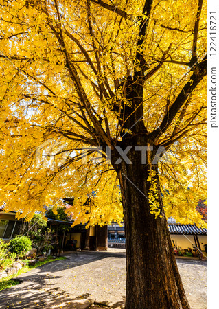 Autumn foliage of the large ginkgo tree at Koeiji Temple [Nagasaki City] 122418721