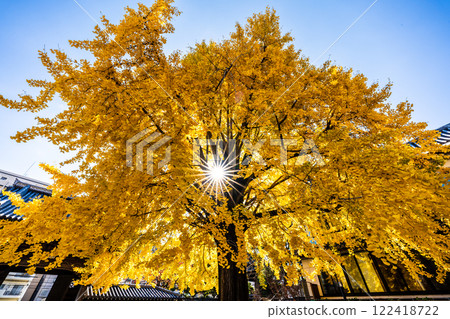 高永寺大銀杏樹的秋葉【長崎市】 122418722