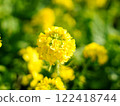 Rape blossoms bathed in spring light 122418744