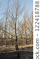 Completely burnt trees after fire in a forest . High quality photo 122418788