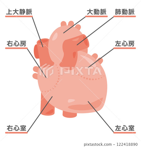 心臟結構圖1 122418890