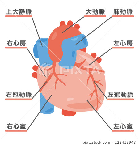 Heart structure illustration 2 122418948
