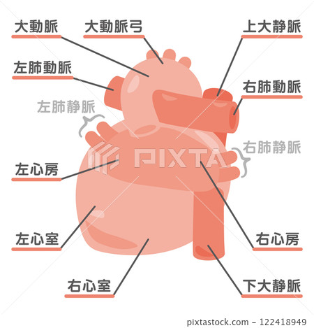 Illustration of the structure of the heart: Back 1 122418949