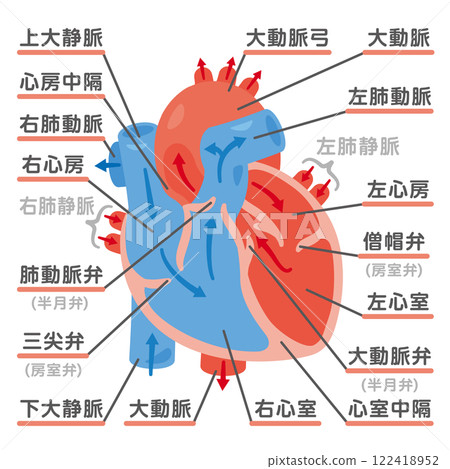 Cross section of the heart and blood flow illustration 2 122418952