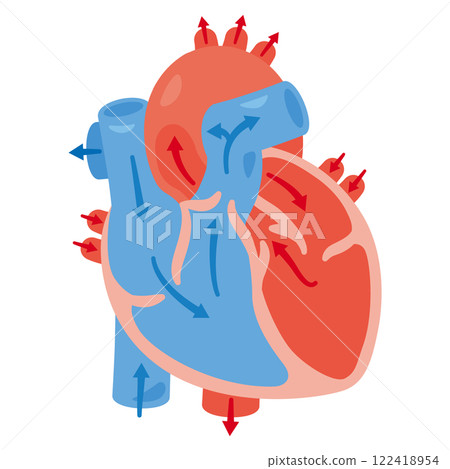 Cross-section of the heart and blood flow illustration 1 Cross-section of the heart and blood flow illustration 1 122418954