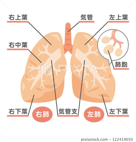 Lung structure illustration 2 122419050