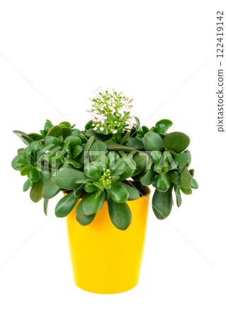 Blooming Money Tree (Kagetsu) 122419142