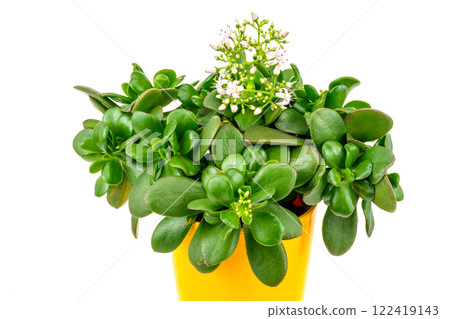 盛開的金錢樹（花月） 122419143