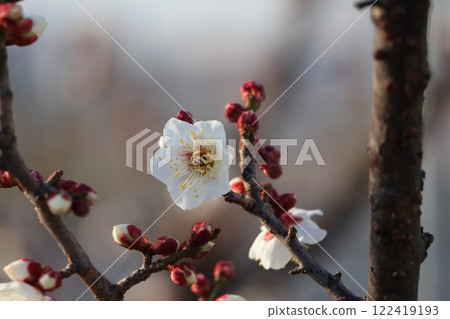 Close-up view of a branch of a blossoming plum tree with white petals 122419193