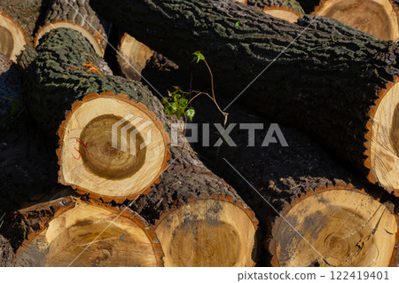 Stacked logs show natural wood patterns in sunlight at a forest site during early morning hours Stacked logs show natural wood patterns in sunlight at a forest site during early morning hours 122419401