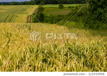 Golden wheat field stretches across a rural landscape, captured on a sunny day near a beautiful green hillside Golden wheat field stretches across a rural landscape, captured on a sunny day near a beautiful green hillside 122419408