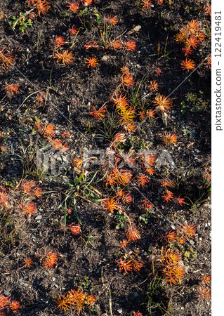Bright orange wildflowers bloom across dry soil in a natural landscape under the clear blue sky during a warm sunny day 122419481