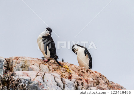 Shinstrap Penguins in the snow Shinstrap Penguins in the snow 122419496