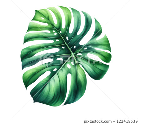 Tropical leaves, monstera leaf isolated on white background. Floral summer leaf 122419539