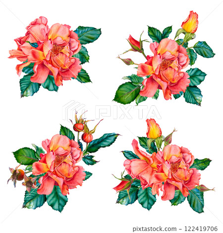 Watercolor rose flowers in red-yellow colors with green leaves. Hand drawn floral illustration for wedding invitations or greeting cards on isolated background. Botanical clip art of blooming plants. Watercolor rose flowers in red-yellow colors with green leaves. Hand drawn floral illustration for wedding invitations or greeting cards on isolated background. Botanical clip art of blooming plants. 122419706