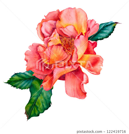 Watercolor rose flower in vibrant red colors with green leaves. Hand drawn floral illustration for wedding invitations or greeting cards on isolated background. Botanical composition of blooming plant Watercolor rose flower in vibrant red colors with green leaves. Hand drawn floral illustration for wedding invitations or greeting cards on isolated background. Botanical composition of blooming plant 122419716