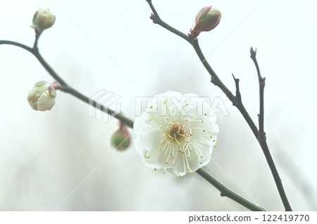 white plum blossom 122419770