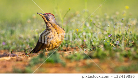 European Green Woodpecker, Spain European Green Woodpecker, Spain 122419886