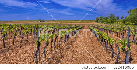 Valdepenas Vineyards, Spain 122419890
