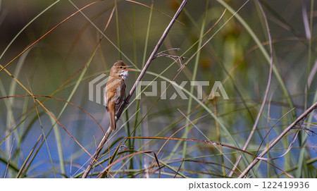 Common Reed Warbler, Tablas de Daimiel National Park, Spain 122419936