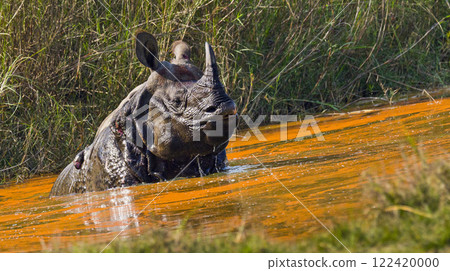 Greater One-horned Rhinoceros, Royal Bardia National Park, Nepal 122420000