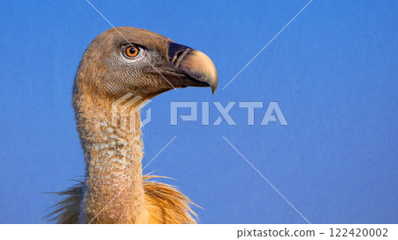 Eurasian Griffon Vulture 122420002