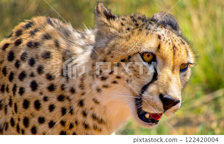 Cheetah, Wildlife Reserve, South Africa 122420004