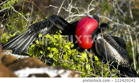 Magnificent Frigatebird, Galapagos National Park 122420141