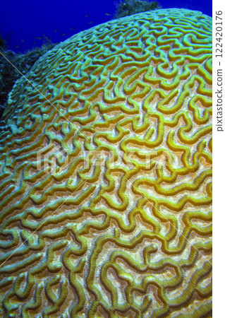 Brain Coral, Cuba 122420176