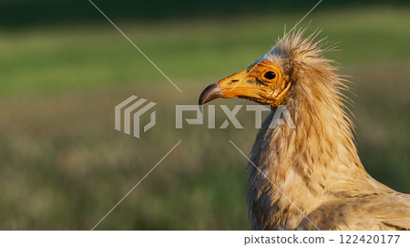 Egyptian Vulture 122420177