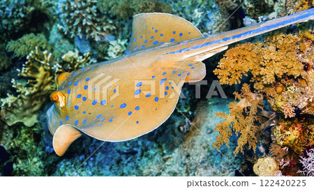 Blue Spotted Ribbontail Ray, Red Sea 122420225