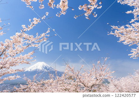 Spring scenery at Shinkurayama Sengen Park: Cherry blossoms framed by blue skies and Mt. Fuji [Fujiyoshida City, Yamanashi Prefecture] 122420577