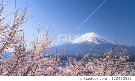 新倉山淺間公園的春天景色、盛開的櫻花和白雪皚皚的富士山【山梨縣富士吉田市】 122420581