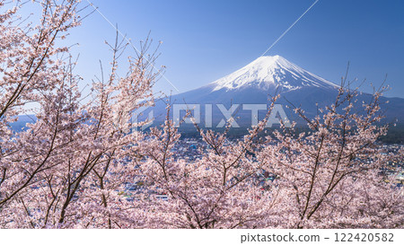 Spring scenery of Arakurayama Sengen Park: Cherry blossoms in full bloom and Mt. Fuji [Fujiyoshida City, Yamanashi Prefecture] 122420582