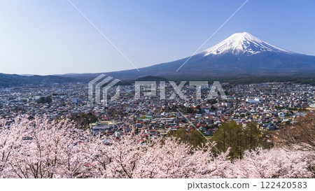 The spectacular spring scenery of Arakurayama Sengen Park: Mt. Fuji, cherry blossoms in full bloom, and the cityscape [Fujiyoshida City, Yamanashi Prefecture] 122420583