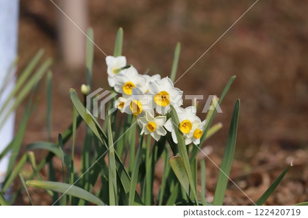 白色水仙花(日本水仙花)在冬季田野中綻放 白色水仙花(日本水仙花)在冬季田野中綻放 122420719