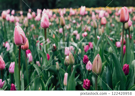 Field of blooming tulips. Field of blooming tulips. 122420958