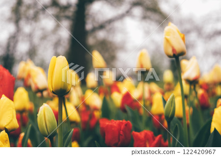 Blooming tulips. Blooming tulips. 122420967