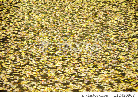 Autumn leaves filling the water surface Autumn leaves filling the water surface 122420968