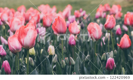 Tulip filed. Tulip filed. 122420969