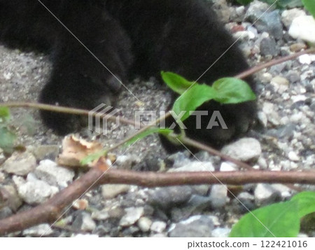 Relaxing cat's legs 122421016
