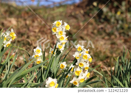 White Narcissus tazetta (Japanese daffodil) flowers blooming in a winter field White Narcissus tazetta (Japanese daffodil) flowers blooming in a winter field 122421220