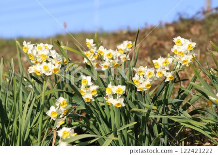 白色水仙花（日本水仙花）在冬季田野中綻放 122421222