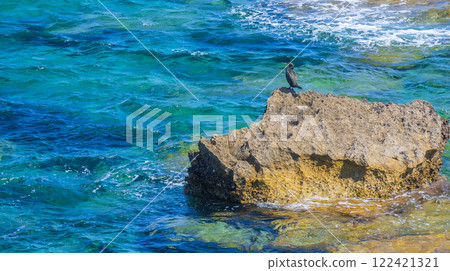 European Shag, Spain 122421321