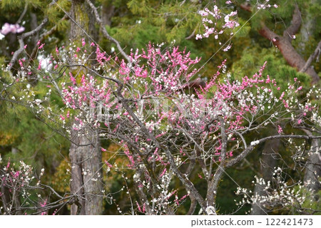 Plum blossoms blooming at Kyoto Imperial Palace 122421473
