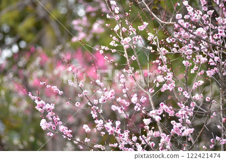 Plum blossoms blooming at Kyoto Imperial Palace 122421474
