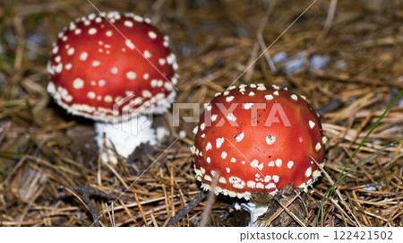Fly Agaric, Sierra de Guadarrama National Park, Spain 122421502