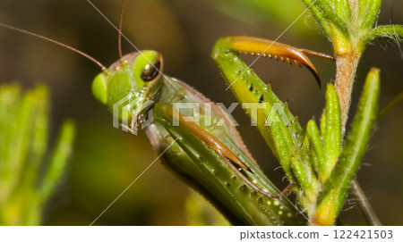 Mantis, Sierra de Guadarrama National Park, Spain Mantis, Sierra de Guadarrama National Park, Spain 122421503