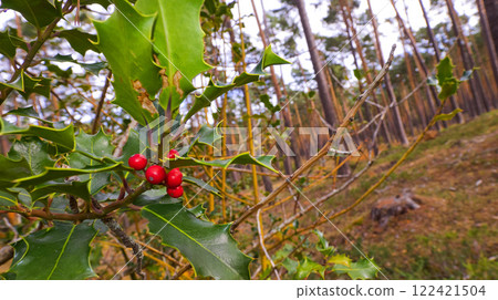 Red Drupes, Holly, Sierra de Guadarrama National Park 122421504