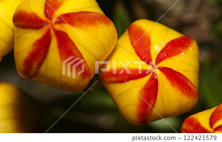Wild Flowers, El Cajas National Park, Ecuador Wild Flowers, El Cajas National Park, Ecuador 122421579